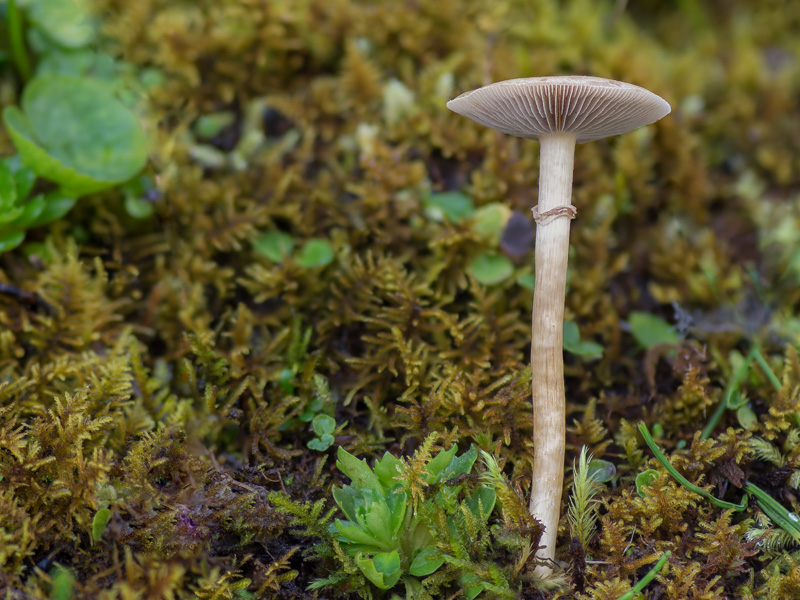 Agrocybe elatella